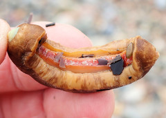 Cryptoplax striata