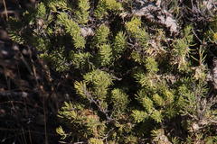 Asparagus mucronatus