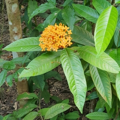 Ixora congesta