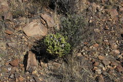 Asparagus mucronatus