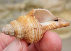 Propefusus australis