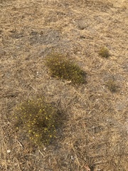 Deinandra pentactis