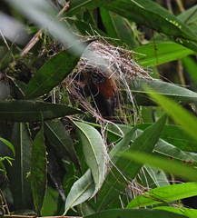 Cantorchilus semibadius