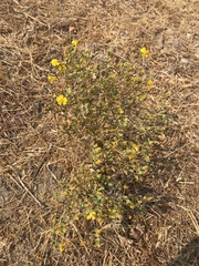 Deinandra pentactis