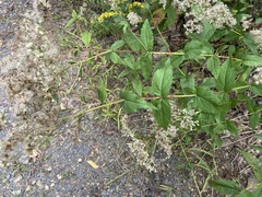 Eupatorium pubescens