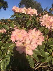 Rhododendron × hybridum