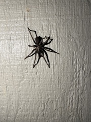 Calisoga longitarsis