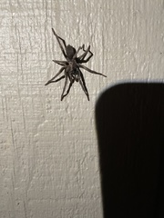 Calisoga longitarsis