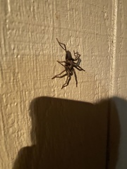 Calisoga longitarsis