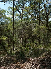 Dianella prunina