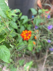 Lantana