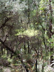 Dianella prunina
