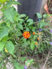 Lantana