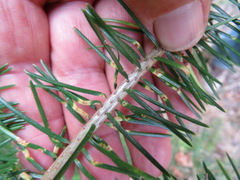 Contarinia pseudotsugae