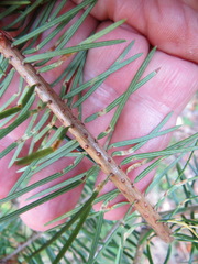 Contarinia pseudotsugae