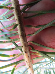 Contarinia pseudotsugae