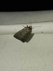 Condicinae