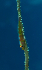 Bryaninops