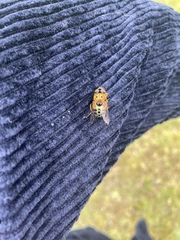 Austalis pulchella