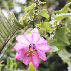 Passiflora cumbalensis