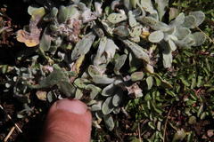 Vellereophyton