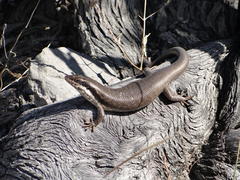 Trachylepis binotata