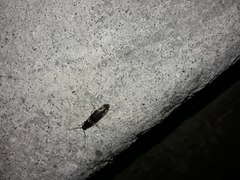 Conoderus semimarginatus