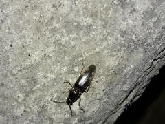 Conoderus semimarginatus