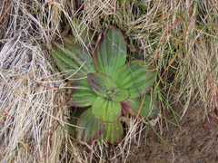 Plantago subnuda
