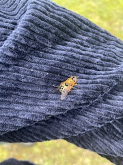 Austalis pulchella