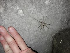 Lycosa erythrognatha