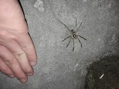 Lycosa erythrognatha