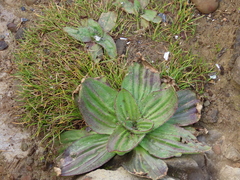 Plantago subnuda
