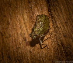 Cotylana angustifrons