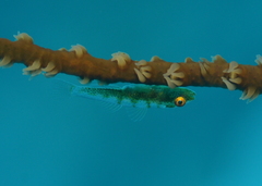 Bryaninops