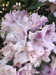Rhododendron