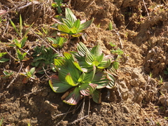 Plantago subnuda