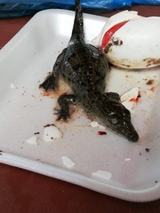 Crocodylus moreletii