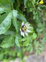 Passiflora edulis