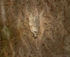 Barea nymphica