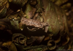 Hypatima dermatica