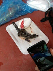 Crocodylus moreletii