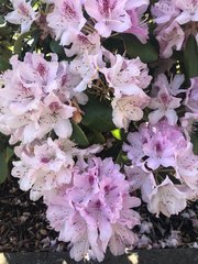 Rhododendron