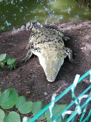 Crocodylus moreletii