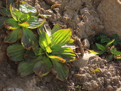 Plantago subnuda