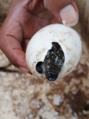 Crocodylus moreletii