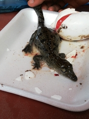 Crocodylus moreletii