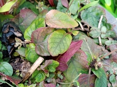 Strobilanthes reptans