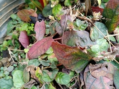 Strobilanthes reptans