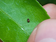 Scymnobius galapagoensis